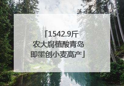 1542.9斤 农大腐植酸青岛即墨创小麦高产